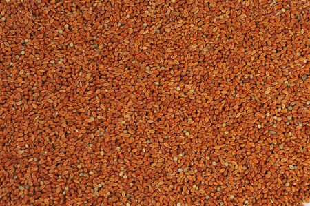 Red millet seed close up as backgroundの写真素材