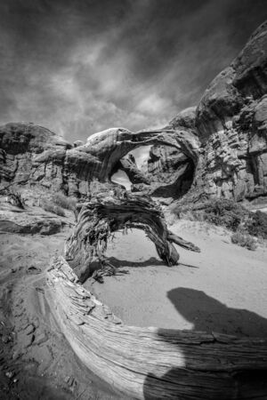 Dry shrub strain in the Arizona desert black and white USAの写真素材