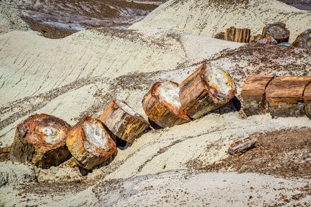Fossilized tree trunk Petrified Forest National Park Arizona USAの写真素材