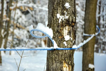 Maple water tubing in a snowy maple forest in winterの写真素材