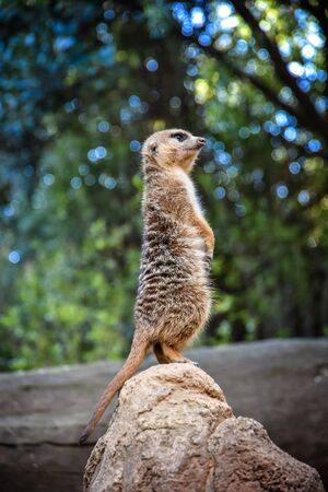 Small meerkat standing on the end of a rockの写真素材