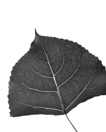 Leaf of Cottonwood in black and white cut out on white backgroundの写真素材