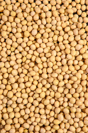 Top view of soya beansの写真素材