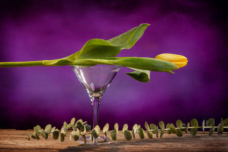 Still life of a closed yellow tulip placed on an empty martini glass on a barn wood table with a eucalyptus stem and a purple backdropの写真素材