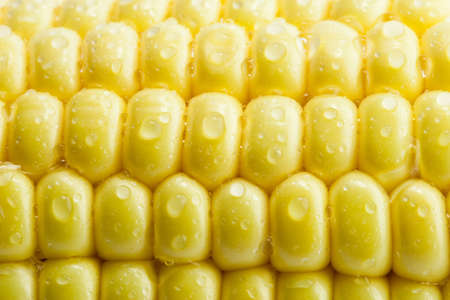 Fresh corn cobsの写真素材