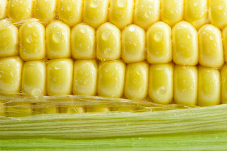Fresh corn with green leavesの写真素材