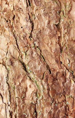 Bark of pine tree textureの写真素材