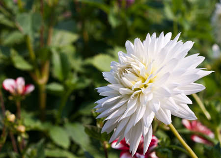 White Dahlia flower in a garden の写真素材