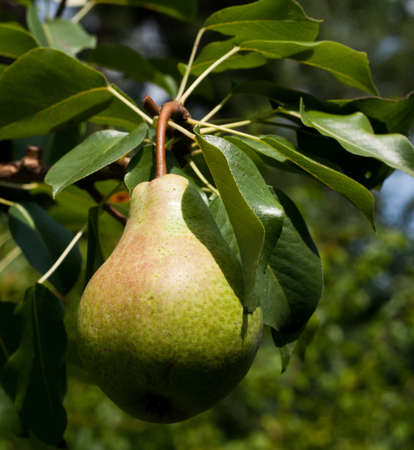 Pear on  the branch with leafsの写真素材