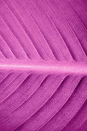 pink leaf texture, close up backgroundの写真素材