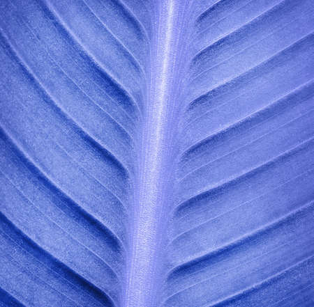 blue leaf texture, close up 