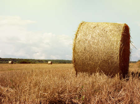 Hay bales rolls on the field after harvest. Light blue sky with clouds.の写真素材