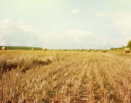 Hay bales rolls on the field after harvest. Light blue sky with clouds.の写真素材