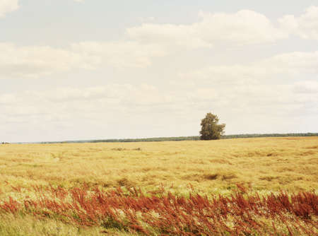 Golden grass field in a sunny, windy day.の写真素材
