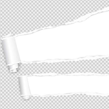Rolled and ripped squared white notebook paper sheet for text. Vector illustration.のイラスト素材