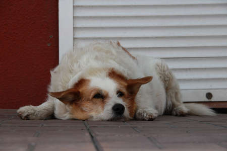 A stray dog lies on the tile