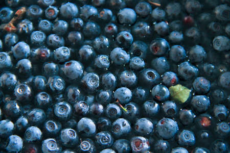 Blueberriesの写真素材