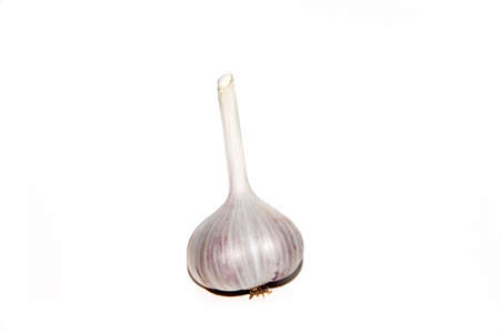 Garlic head