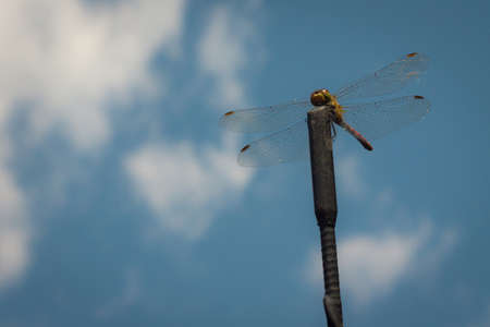 Dragonfly close-up against the sky.の写真素材