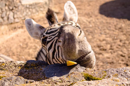Zebra with a funny face. Zebra eat fruit. Zebra hairy muzzle. Macro photo.の写真素材