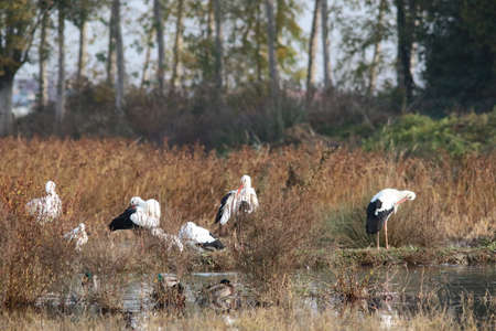 Birds