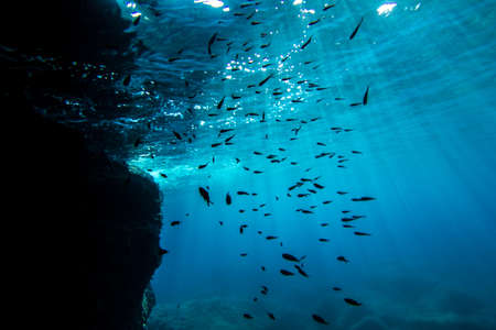 Fish At The Rocks Fish swimming close to the rocks at the surface.の写真素材