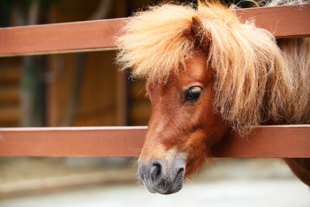 Brow miniature horse  Outdoorsの写真素材