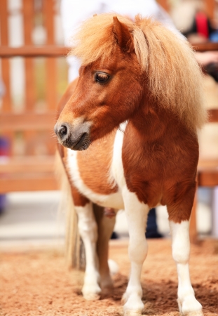 Brow miniature horse  Outdoorsの写真素材