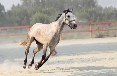 Running white horse  Outdoorの写真素材
