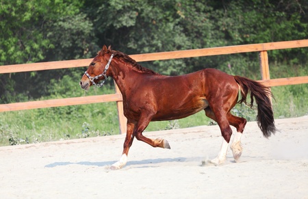 Running red horse on farm  Outdoorsの写真素材