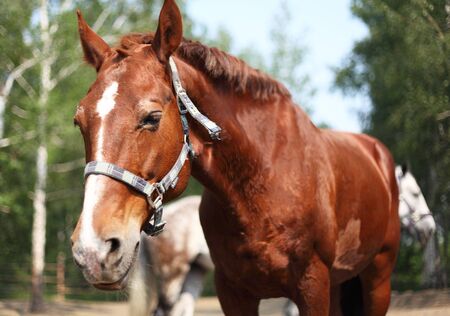 Portrait of ginger horse in farm  Outdoorsの写真素材