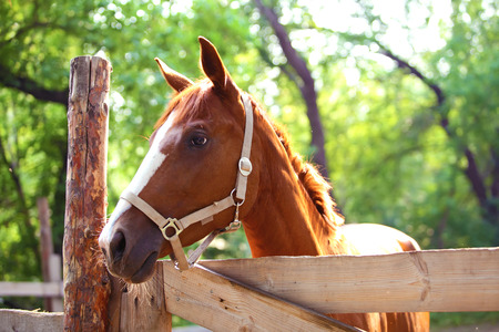 Ginger horse on farm. Outdoorsの写真素材