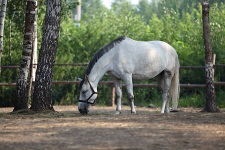 White horse eats plant, in farm. Outdoorsの写真素材