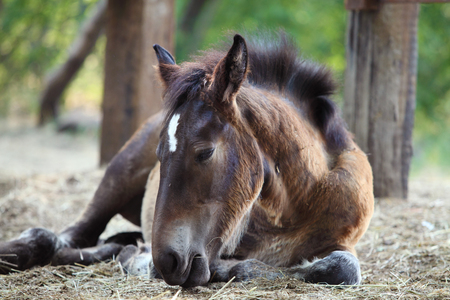 Young foal lying on the ground. Animal of farmの写真素材