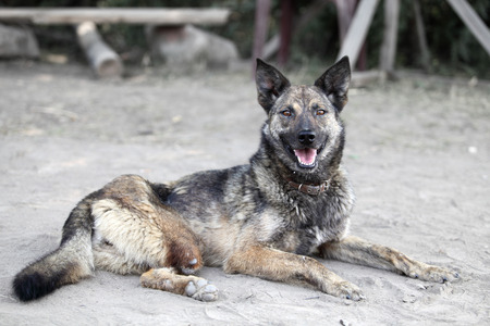 Dog with no leg. Unhappy animalの写真素材