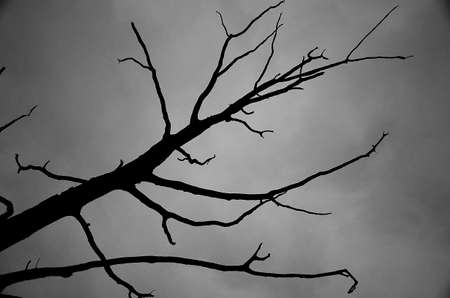Death Treeの写真素材