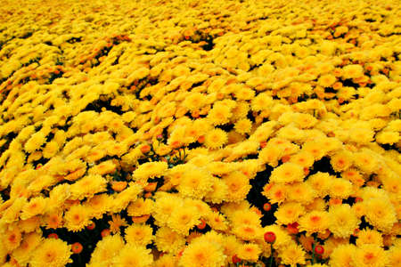 Autumn Yellow Flower Fieldの写真素材