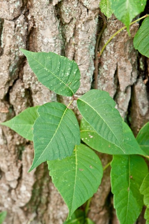 Three Leaf Poison Ivy Growing on Tree Trunk Closeupの写真素材
