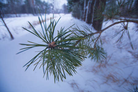 Snow branche