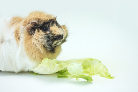 Small rodent eats vegetablesの写真素材