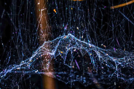 spider web water cobweb background spiderweb dew halloween design nature