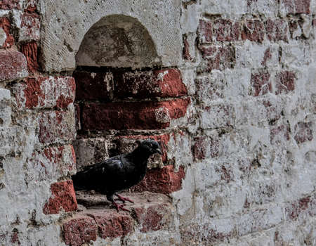 brick pigeon white wall dove, bird background animalの写真素材