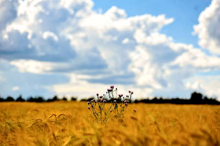 agriculture blue bread cereal cloud color crop, farm field flower wheatの写真素材