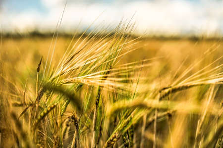 agriculture blue bread cereal cloud color crop, farm field flower wheatの写真素材