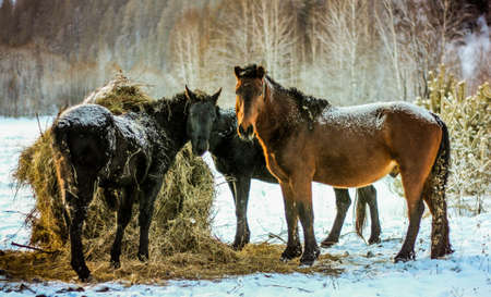 Group of horses on the nature of Siberia, Horse, siberia, nature, animals, russia, rustic