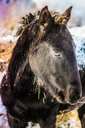 Horse in nature Siberia, village, forest, taiga, horse, eyes, friendの写真素材