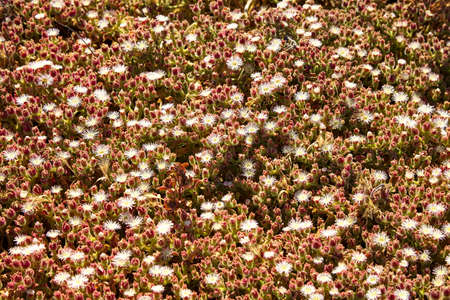 Wild flowers on the malibu beach Californiaの写真素材