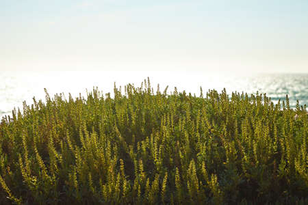 Beautiful grass on the Malibu beach Californiaの写真素材
