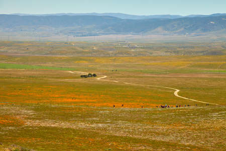 Fields of California Poppy during peak blooming time, Antelope Valley California Poppy Reserve