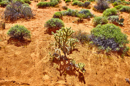 Incredibly beautiful landscape in Southern Nevada, Valley of Fire State Park, USAの写真素材